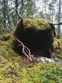 Plants growing in forest