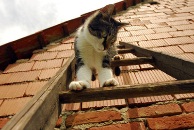 Cat sitting on roof