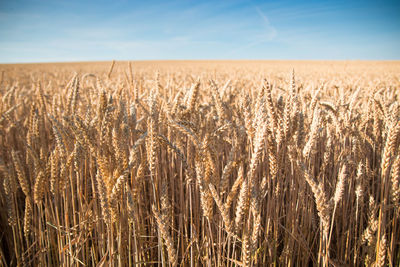 Close-up of wheat field against clear sky