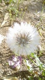 Close-up of dandelion