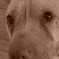 Close-up portrait of a dog