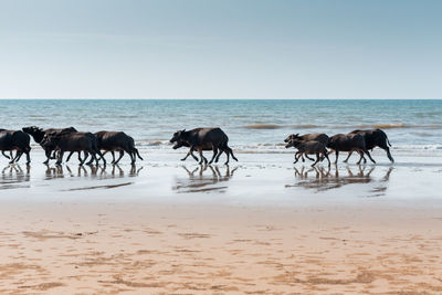 Horses on beach