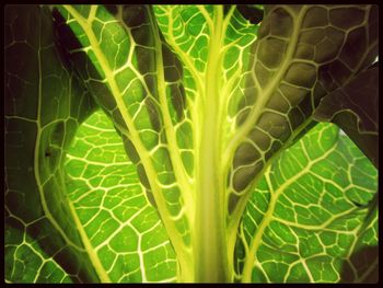 Full frame shot of green leaves