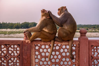 Monkey sitting on stone against sky