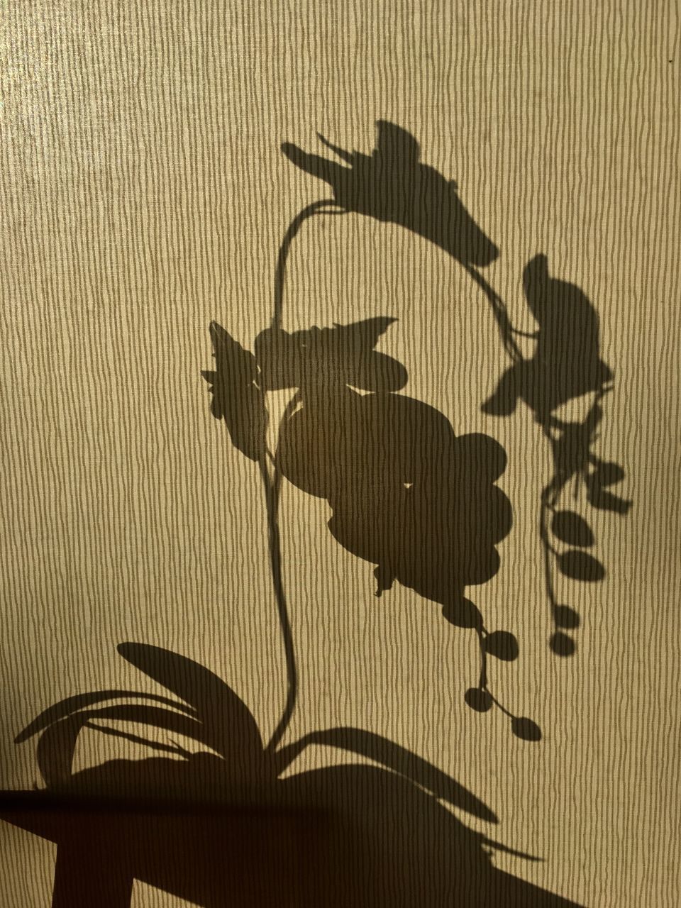 CLOSE-UP OF SHADOW AGAINST WALL