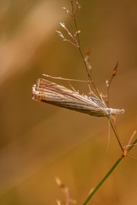 Close-up of insect against blurred background