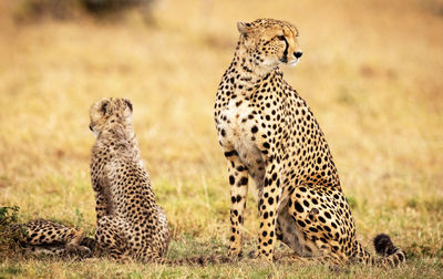 Cheetah walking on field