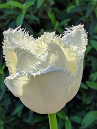 Close-up of flower blooming outdoors