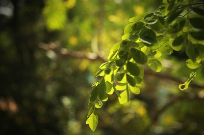 Close-up of fresh green leaves in forest