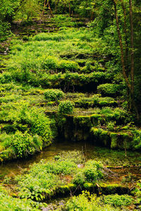 Scenic view of lake in forest