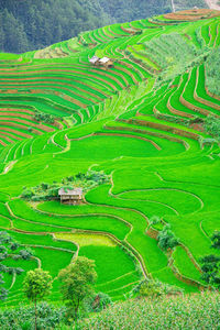 Scenic view of agricultural field