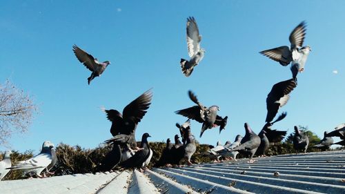 Low angle view of birds flying against clear sky