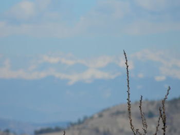 Close-up of grass against sky