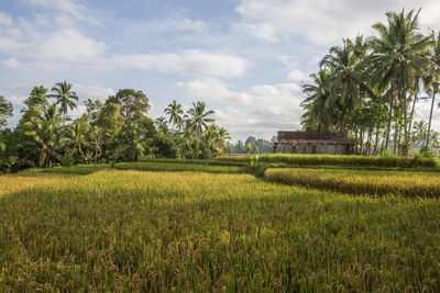 View of a rice plantation in bali during the first hours of the morning.