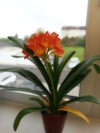 Close-up of red flowers
