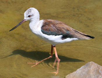 Close-up of bird perching