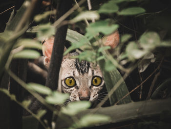 Close-up portrait of a cat