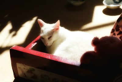 Portrait of white cat relaxing at home