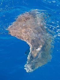 High angle view of jellyfish swimming in sea