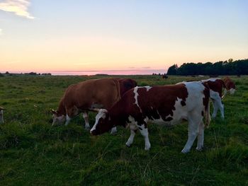 Cows grazing on field against sky during sunset