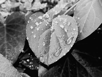 Close-up of raindrops on leaves