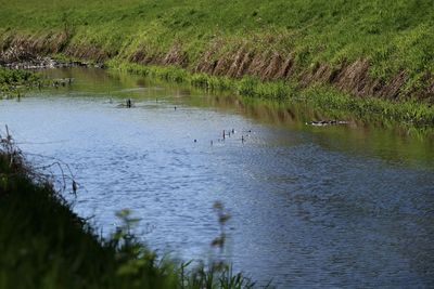View of birds swimming in lake