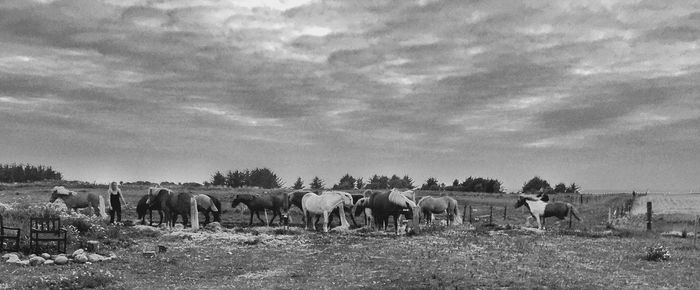 Horse grazing on field against cloudy sky