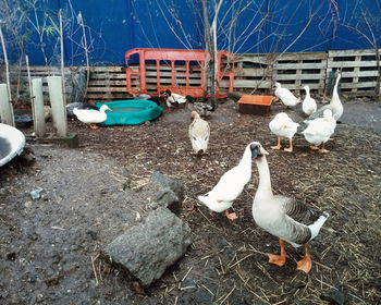 Close-up of birds