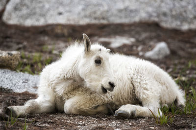 Close-up of dog lying on rock