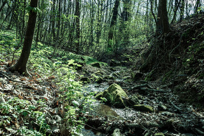 Trees growing in forest