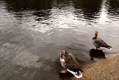 High angle view of ducks swimming on lake