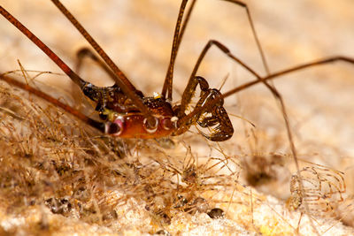 Close-up of insect