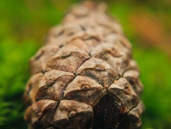 Close-up of pine cone