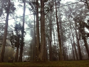 Low angle view of trees in forest
