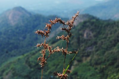 Close-up of wilted plant