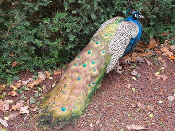 High angle view of peacock on field