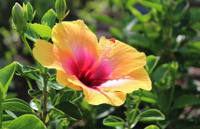 Close-up of flower blooming outdoors