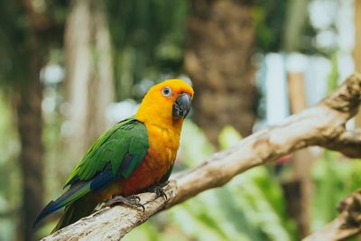 Close-up of parrot perching on branch