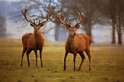 Deer standing on field