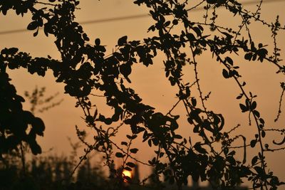 Low angle view of silhouette tree against sky during sunset