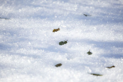 Green leaves marking a path in winter precipitation