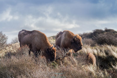 Low angle view of sheep grazing on field against sky