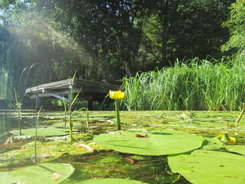 Water lily in lake