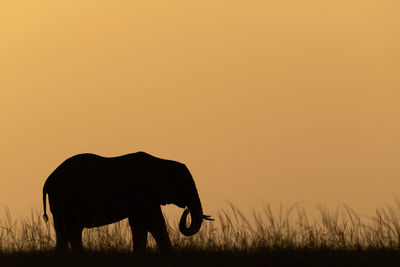 Silhouette of a horse in the sunset