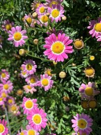 High angle view of pink flowering plants