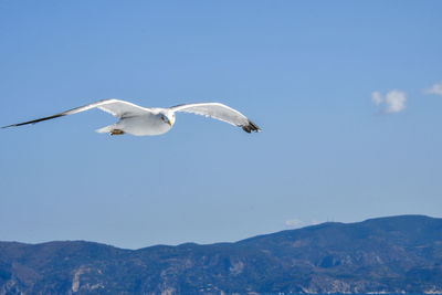 Seagull flying over mountain against blue sky