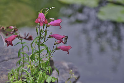 Close-up of pink flowering plant