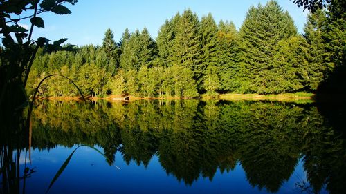Reflection of trees in lake