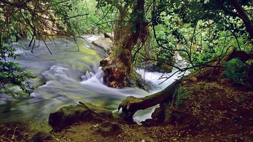 Scenic view of stream flowing through rocks in forest