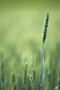 Close-up of plant growing on field